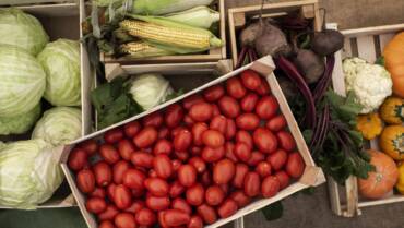 Four Bands Launches Project to Strengthen Local Food Systems